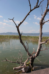 Abandoned trees on the Lake of Doirani Kilkis Greece