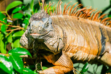 Green Iguana