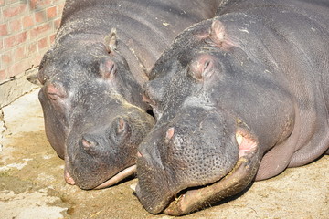 Naklejka premium Two common hippopotamus, Hippopotamus amphibius, or hippos - heads