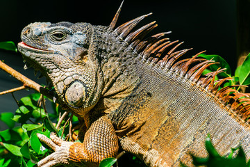 Green Iguana