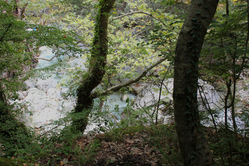 Dense Forest next to the Pozar Thermal Baths Aridaia Greece