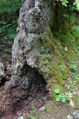 Dense Forest next to the Pozar Thermal Baths Aridaia Greece