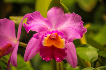 Beautiful Pink Cattleya orchid flower