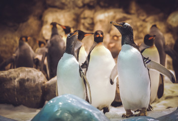 Gentoo penguins in the zoo