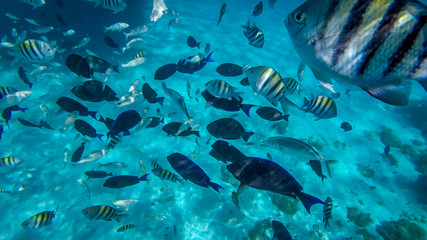 Fototapeta na wymiar Snorkeling in the Cayman Islands. Photo taken during a snorkeling expedition tour in the Cayman Islands.