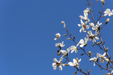 magnolia blossom on blue sky