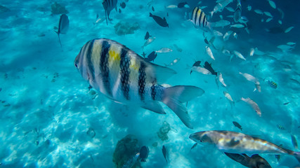 Obraz na płótnie Canvas Snorkeling in the Cayman Islands. Photo taken during a snorkeling expedition tour in the Cayman Islands.