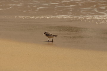 Bird on the beach