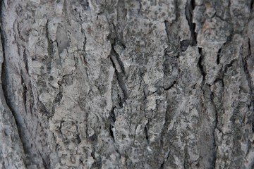 Background from the bark of the old Apple tree