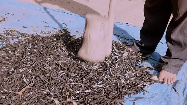  Manual crushing of dried beans (close-up)