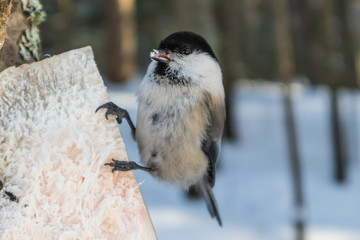 Fototapeta premium Tit is sitting on a piece of bacon on a tree in the forest