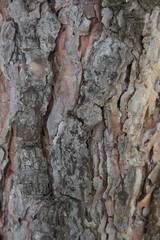 Pine bark as background