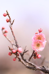 咲き始めた美しい梅