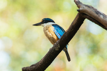 Sacred Kingfisher