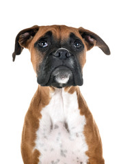 puppy boxer in studio