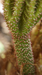 macro of plant with white red thorns