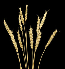 Fototapeta premium Wheat ears isolated on a black background