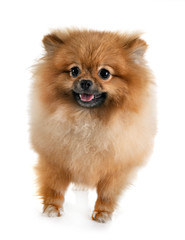 Obraz premium puppy pomeranian in studio
