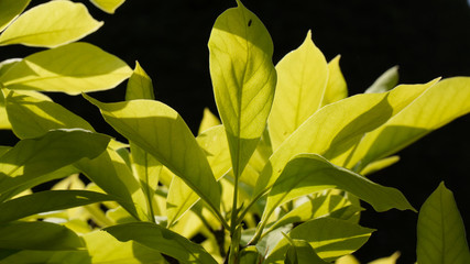 Magnolia leaves macro black background