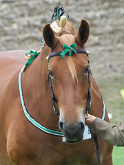 Suffolk Punch Head Shot