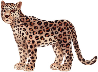 Leopard isolated on white background.Trendy style. Exotic and jungle animal. Hand drawn watercolor illustration. Summer design for decor, print, printing paper or fabric, web design, children design