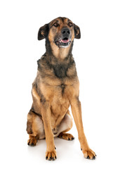 malinois in studio