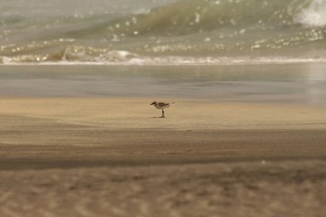 Fototapeta na wymiar Bird on the beach