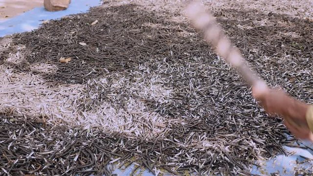 Manual crushing of dried beans with a wooden stick (close-up)