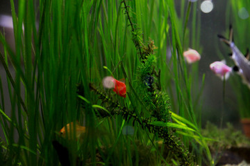 Guppy Multi Colored Fish in a Tropical Acquarium