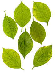 green dry leaves on a white background, photo in the studio