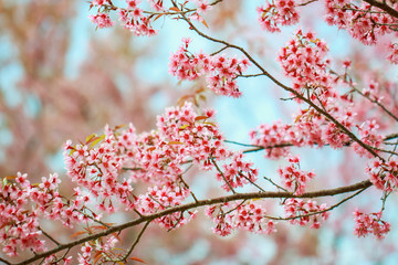 Wild Himalayan Cherry Blossoms in spring season (Prunus cerasoides), Sakura in Thailand, selective focus, Phu Lom Lo, Loei, Thailand.