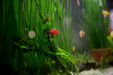 Guppy Multi Colored Fish in a Tropical Acquarium