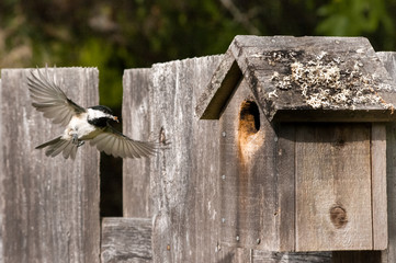 Black-capped Chickadee (Poecile atricapillus) at nest box in an urban backyard.