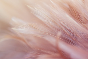 Fototapeta na wymiar Chicken feathers in soft and blur style for background and art design