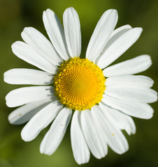 white daisy flower nature