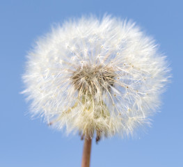 White dandelion nature