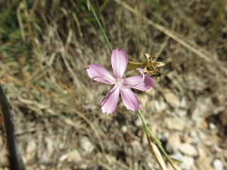 Fiore selvatico