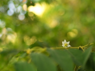 Flower of Flacourtia rukam Tree with Natural Morning Light and Green Nature Background in Thailand.