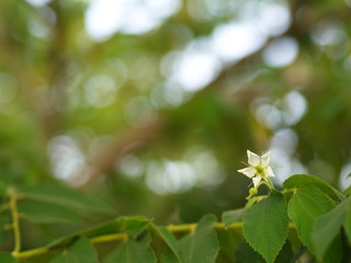 Flower of Flacourtia rukam Tree with Natural Morning Light and Green Nature Background in Thailand.