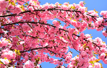 Japanese cherry. Prunus serrulata. Spring flowers pattern. Cherry blossom. Spring flowers pattern. Sacura cherry-tree.