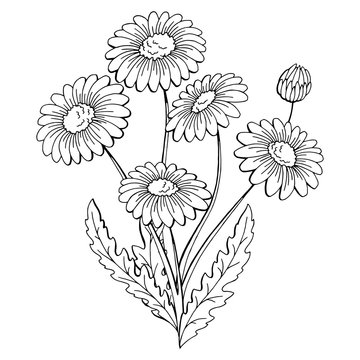 Chamomile flower bouquet graphic black white isolated sketch illustration vector