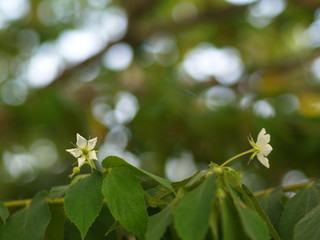 Flower of Flacourtia rukam Tree with Natural Morning Light and Green Nature Background in Thailand.
