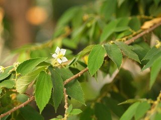 Flower of Flacourtia rukam Tree with Natural Morning Light and Green Nature Background in Thailand.