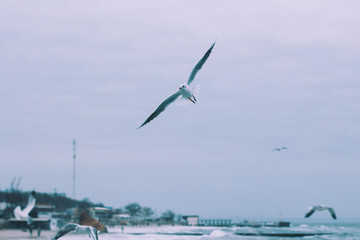 gull
