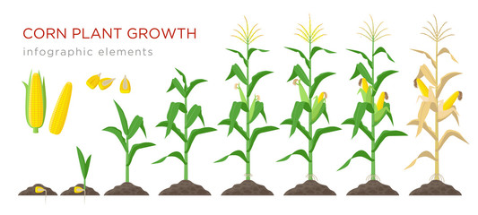 Corn growing stages vector illustration in flat design. Planting process of corn plant. Maize growth from grain to flowering and fruit-bearing plant isolated on white background. Ripe corn and grains. © Bezvershenko