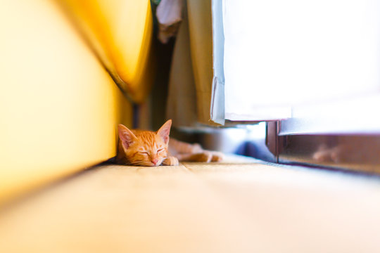 Red tabby cat.(sleep)