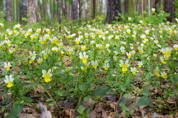 Obraz premium Glade in forest with flowering field pansies close-up