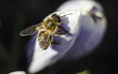 Bee collecting honey from a violet - blue crocus flower with an orange pestle and stamens. Macro with selective focus. Saffron in the spring garden.
