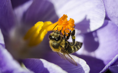 Bee collecting honey from a violet - blue crocus flower with an orange pestle and stamens. Macro with selective focus. Saffron in the spring garden.