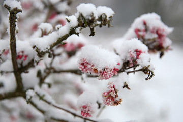 beautiful pink flowers on tree branches covered with snow at frost